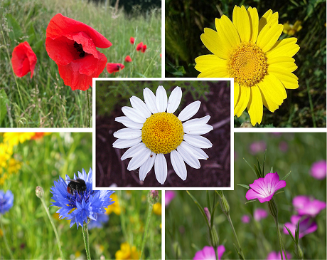 Annual Wildflower Plant Collection